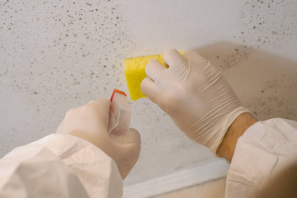 Best Environmental Consulting for Mold Prevention  in Pembroke, NC